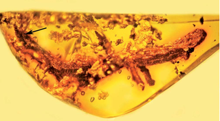 Illustration for article titled This is the First Salamander Ever Found Preserved in Amber